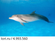 Дельфин Черноморская Афалина (Tursiops truncatus) Стоковое фото, фотограф Некрасов Андрей / Фотобанк Лори
