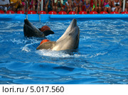 Выступление афалин в дельфинарии "Немо" (Tursiops truncatus ponticus) (2013 год). Редакционное фото, фотограф Щеголева Ольга / Фотобанк Лори