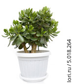 Tолстянка, или крассула (Crassula) изолировано на белом. Стоковое фото, фотограф Олег Хархан / Фотобанк Лори