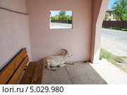 Коза лежит на автобусной остановке (2013 год). Редакционное фото, фотограф Надия Хайрутдинова / Фотобанк Лори