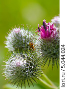 Лопух паутинистый (Arctium tomentosum).Дикорастущие растения Сибири. Стоковое фото, фотограф Евгений Мухортов / Фотобанк Лори