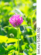 Клевер луговой (Trifolium pratеnse) — растение из рода Клевер (Trifolium), семейства Бобовые (Fabaceae), подсемейства Мотыльковые (Faboideae).Дикорастущие растения Сибири. Стоковое фото, фотограф Евгений Мухортов / Фотобанк Лори