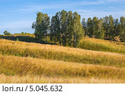 Склон с берёзами поросший ковылём. Стоковое фото, фотограф Евгений Мухортов / Фотобанк Лори