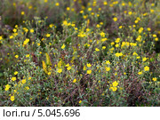 Лапчатка семилисточковая ( Potentilla), дикорастущие растения Сибири. Стоковое фото, фотограф Евгений Мухортов / Фотобанк Лори