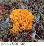 РОГАТИК ЖЕЛТЫЙ, РАМАРИЯ ЖЕЛТАЯ (RAMARIA AUREA) Стоковое фото, фотограф Владимир Мельников / Фотобанк Лори