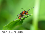 Жук-пожарник (Cantharis rustica) Стоковое фото, фотограф Елена Коромыслова / Фотобанк Лори