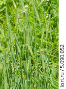 Тимофеевка луговая (Phleum pratense) Стоковое фото, фотограф Елена Коромыслова / Фотобанк Лори