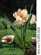 Нарцисс (лат. Narcissus) Стоковое фото, фотограф Охотникова Екатерина *Фототуристы* / Фотобанк Лори