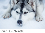 Уставшая сибирская хаски. Стоковое фото, фотограф Андрей Кузьмин / Фотобанк Лори