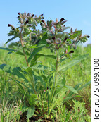 Нонея русская (Монашка русская). Nonea rossica Steven (семейство Boraginaceae) Стоковое фото, фотограф Григорий Писоцкий / Фотобанк Лори