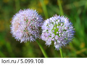 Лук-слизун (лат. Allium nutans). Цветение растения крупным планом. Стоковое фото, фотограф Григорий Писоцкий / Фотобанк Лори