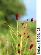 Кровохлёбка лекарственная. Sanguisorba officinalis. Крупный план. Стоковое фото, фотограф Григорий Писоцкий / Фотобанк Лори