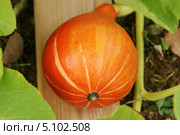 Растущая тыква (лат. Cucurbita) Стоковое фото, фотограф Охотникова Екатерина *Фототуристы* / Фотобанк Лори