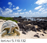 Гигантская черепаха (Megalochelys gigantea) на морском пляже. Стоковое фото, фотограф Куликов Константин / Фотобанк Лори