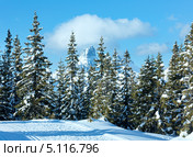 Заснеженный еловый лес в горах. Стоковое фото, фотограф Юрий Брыкайло / Фотобанк Лори