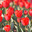 Много красных садовых тюльпанов Геснера, Tulipa gesneriana (малая глубина резкости) Стоковое фото, фотограф Ольга Липунова / Фотобанк Лори