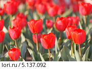 Много красных садовых тюльпанов Геснера, Tulipa gesneriana (малая глубина резкости) Стоковое фото, фотограф Ольга Липунова / Фотобанк Лори