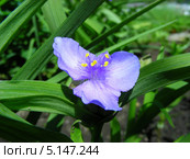 Традесканция Андерсона (лат.Tradescantia andersoniana) Стоковое фото, фотограф lana1501 / Фотобанк Лори