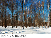 Зимний лес. Стоковое фото, фотограф Вадим Кондратенков / Фотобанк Лори