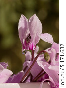 Дикий цикламен (Cyclamen) с капельками дождя. Стоковое фото, фотограф Татьяна Ляпи / Фотобанк Лори