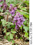 Хохлатка Галлера, или хохлатка плотная (Corydalis halleri, Corydalis solida ) Стоковое фото, фотограф Елена Коромыслова / Фотобанк Лори