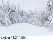 Дорога в заснеженном лесу. Стоковое фото, фотограф Кекяляйнен Андрей / Фотобанк Лори