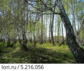 Весенний пейзаж. В березовой роще. Стоковое фото, фотограф Светлана Ильева (Иванова) / Фотобанк Лори