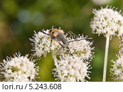Жук четырёхпятнистая пахита (Pachyta quadrimaculata) Стоковое фото, фотограф Алёшина Оксана / Фотобанк Лори