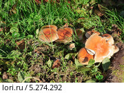 Ложноопёнок кирпично-красный (Hypboloma sublateritium) Стоковое фото, фотограф Алёшина Оксана / Фотобанк Лори