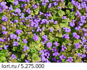 Агератум (Долгоцветка) Ageratum. Фон. Стоковое фото, фотограф Николай Коржов / Фотобанк Лори