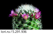 Маммиллярия распускается, таймлапс (Mammillaria bocasana) Стоковое видео, видеограф Артем Поваров / Фотобанк Лори