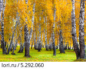 Берёзовая роща осенью. Стоковое фото, фотограф Евгений Мухортов / Фотобанк Лори