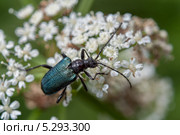 Усачик (дровосек) черногрудый (Gaurotes virginea) Стоковое фото, фотограф Сайганов Александр / Фотобанк Лори