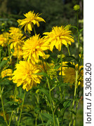 Рудбекия рассеченная (Rudbeckia laciniata ), или золотой шар. Стоковое фото, фотограф Елена Коромыслова / Фотобанк Лори