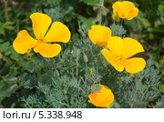 Эшшольция, или калифорнийский мак (Eschscholzia californica) Стоковое фото, фотограф Елена Коромыслова / Фотобанк Лори