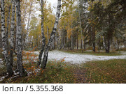 Первые заморозки. Стоковое фото, фотограф Виталий Горелов / Фотобанк Лори