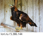 Хищный беркут (лат. Aquila chrysaetos) Стоковое фото, фотограф Alexey D. / Фотобанк Лори