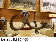 Череп хозарского слона (Mammuthus trogontherii chosaricus Dubrovo). Палеонтологический музей им. Ю.А.Орлова, Москва (2012 год). Редакционное фото, фотограф Щеголева Ольга / Фотобанк Лори