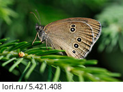 Бабочка Глазок цветочный (Aphantopus hyperantus) на еловой ветке. Стоковое фото, фотограф Елена Лобовикова / Фотобанк Лори