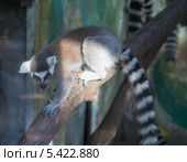 Кошачие лемуры (лемур Катта) Стоковое фото, фотограф Владимир Журавлев / Фотобанк Лори