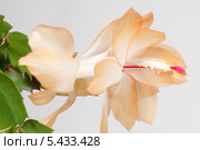 Рождественский кактус (Schlumbergera truncata) с цветком. Стоковое фото, фотограф Александр Курлович / Фотобанк Лори