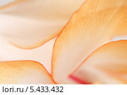Цветок "декабриста"  (Schlumbergera truncata), фрагмент, макросьёмка. Стоковое фото, фотограф Александр Курлович / Фотобанк Лори