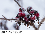 Ягоды шиповника в снегу. Стоковое фото, фотограф Victoria Demidova / Фотобанк Лори