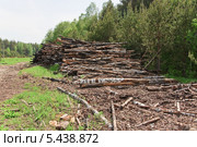 Сложенные бревна после лесного пожара 2010 года в Нижегородской области (2013 год). Стоковое фото, фотограф Алёшина Оксана / Фотобанк Лори