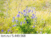Мордовник шароголовый. Echinops sphaerocephalus. Стоковое фото, фотограф Дудакова / Фотобанк Лори
