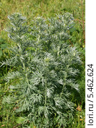 Полынь горькая (Artemísia absínthium). Общий вид взрослого растения. Стоковое фото, фотограф Щеголева Ольга / Фотобанк Лори