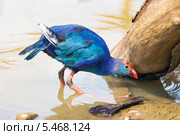 Султанка (лат. Porphyrio porphyrio) стоит в воде у берега. Стоковое фото, фотограф Сергей Лаврентьев / Фотобанк Лори