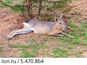 Патагонский Мара Patagonian mara. Стоковое фото, фотограф Сергей Лаврентьев / Фотобанк Лори