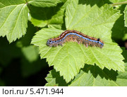 Яркая красивая гусеница на зеленом листе (Кольчатый коконопряд, Malacosoma neustria) Стоковое фото, фотограф Щеголева Ольга / Фотобанк Лори