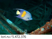 Рыба-ангел. Красное море, Египет, Африка. Стоковое фото, фотограф Некрасов Андрей / Фотобанк Лори